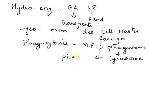 SOLVED: Lysosomes contain powerful hydrolytic enzymes, which are ...