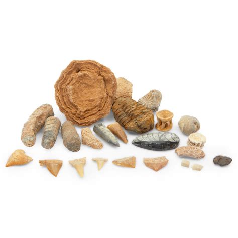 Dinosaur Bone Replica Dig Site Kit with Educational Cards for Kids (15 ...