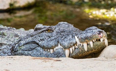 Crocodile 1. Trophy Hunter 0. Croc eats hunter in Zimbabwe