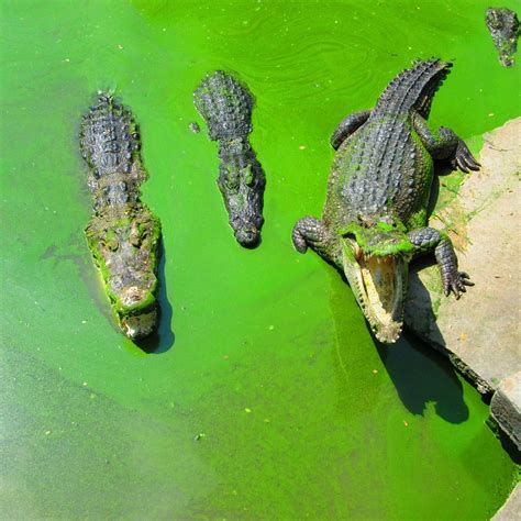 Samut Prakan Crocodile Farm and Zoo - All You Need to Know BEFORE You Go (2024)