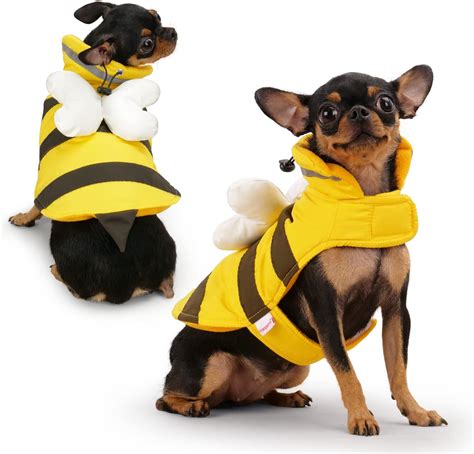 Best Chihuahua Halloween Costumes You Will Love.