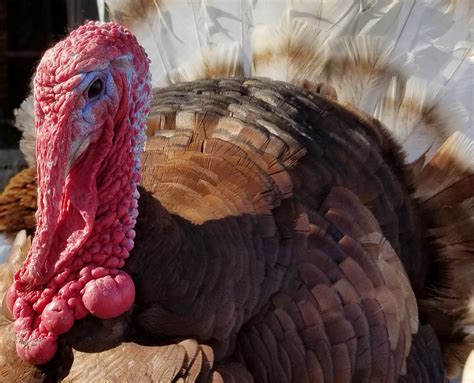 Bourbon Red Turkey – Good and Able Farmstead