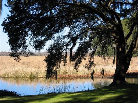 Low Country Landscapes II | The Swamp is the setting for whe… | Flickr