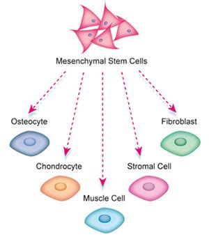 Mesencyhmal Stem Cell Markers & Antibodies | Bio-Rad