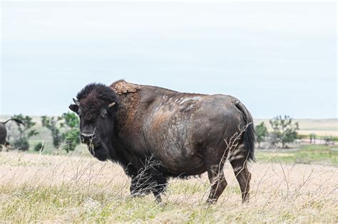 BADLANDS BISON no. 3/3 Photograph Badlands National Park | Etsy