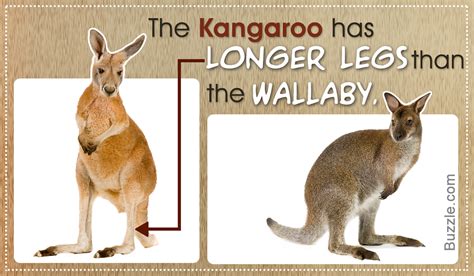 Wallaby Vs Kangaroo Vs Wallaroo