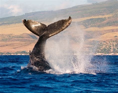 San Diego Whale Watching | San Diego Fishing Charters