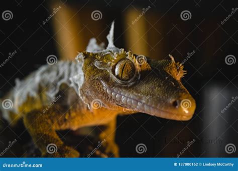 Crested gecko stock photo. Image of rock, gecko, lizard - 137000162