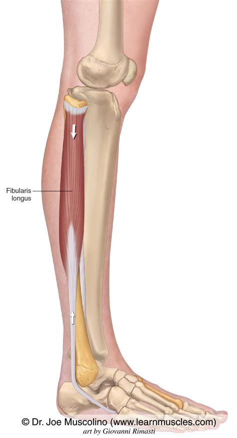 Fibularis Longus - Learn Muscles