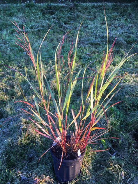 Shenandoah Grass — Corn Hill Nursery