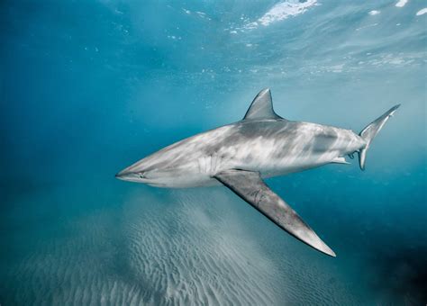 The 8 Biggest Sharks Near Florida Beaches - AZ Animals