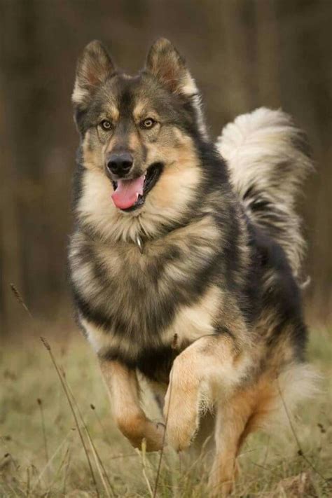 Native Dog Breeds In India - Dogs Breeds