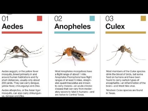 Unterschied zwischen Aedes Anopheles und Culex Mosquito | Vergleichen ...