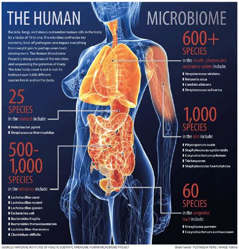 Il microbioma umano: il genoma batterico nell'essere umano