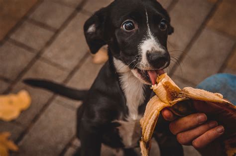 Can Dogs Eat Bananas? | Modern Dog magazine