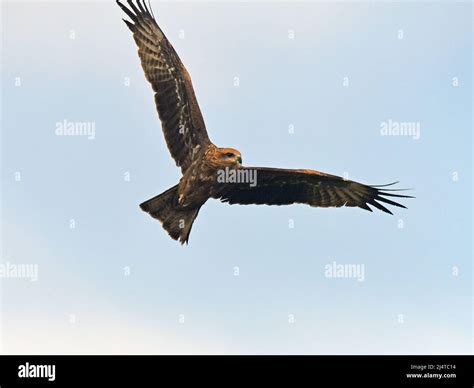 Black kite flying Stock Photo - Alamy