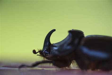 Rhino beetle | Smithsonian Photo Contest | Smithsonian Magazine