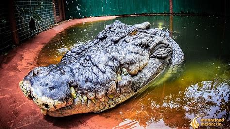 Cassius, the world's largest crocodile in captivity, dies in Far North ...