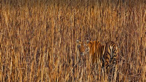 Tiger camouflaged in tall grass, Assam, India - Bing™ Wallpaper Gallery