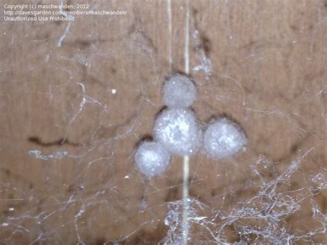 Brown Recluse Spider Eggs