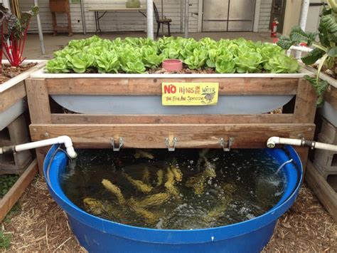 Grow Food, Not Lawns Aquaponics System by Colorado Aquaponics http://www.facebook.com ...