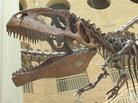 Giganotosaurus skull_2122 | James Emery | Flickr