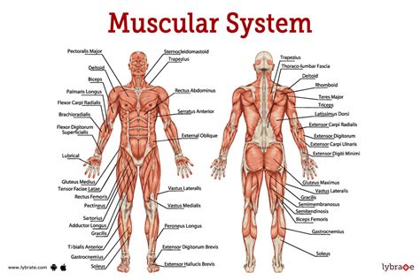 Muscular System (Human Anatomy): Picture, Functions, Diseases, and Treatments