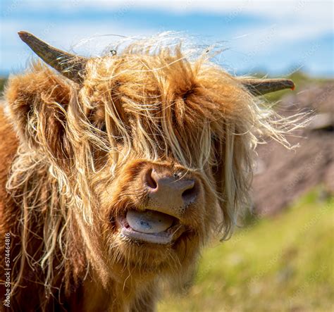 scottish highland cow sticking out its tongue portrait Stock Photo ...