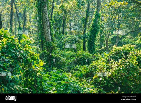 Dense Jungle,Subtropical dense forest of Nepal.Tropical Rain forest pattern or background Stock ...