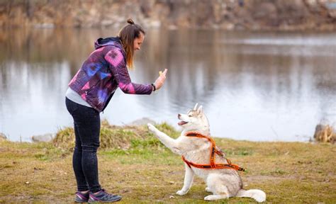 6 Most Popular Dog Training Methods - Stewpid Pet