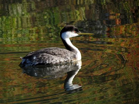 Western Grebe | Audubon Field Guide