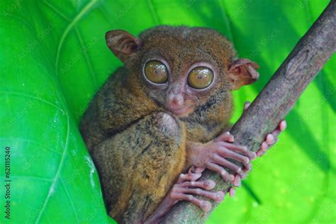 Philippine tarsier, Bohol Island, Philippine Stock Photo | Adobe Stock