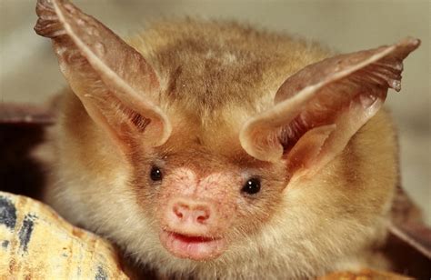 20 Reasons to Appreciate Bats (U.S. National Park Service)