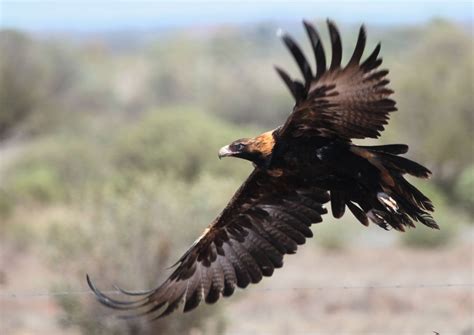 Richard Waring's Birds of Australia: Wedge-tailed Eagles photo bonanza