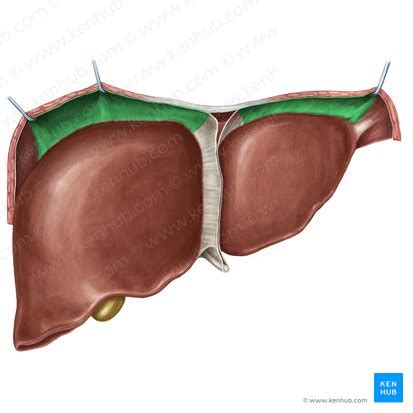 Liver anatomy: location, lobes and function | Kenhub