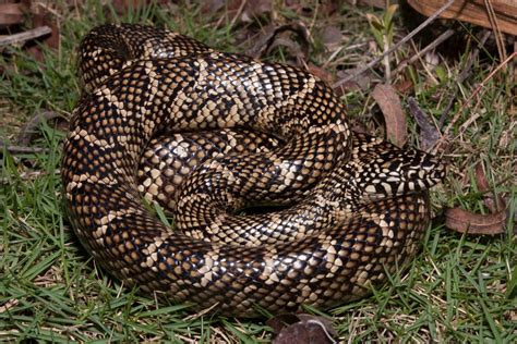 Florida Kingsnake – Florida Snake ID Guide