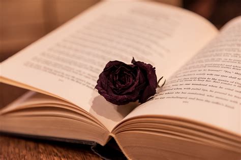 Black Rose in a Book.jpg by Sarah Williams-Featured Prints Fo...