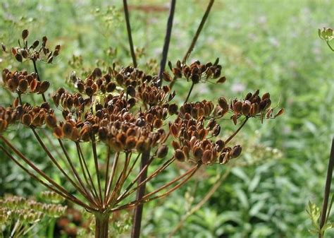 Wild Parsnip | Cornell Weed Identification