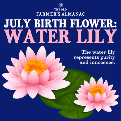 White Water Lily Flower Meaning | Best Flower Site