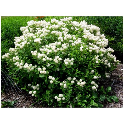 Check out the deal on New Jersey Tea shrub - 2 Gallon Potted at Growers ...