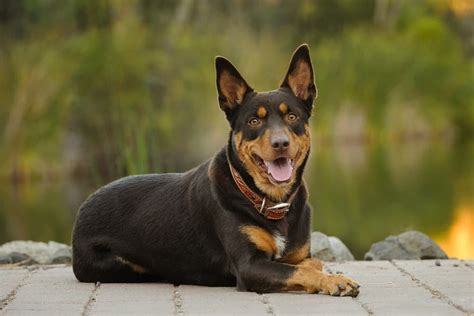 Australian kelpie: Dog breed characteristics & care