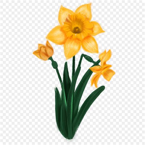 Yellow Daffodil Clipart Hd PNG, Three Yellow Daffodils Clipart, Yellow Narcissus, Narcissus ...