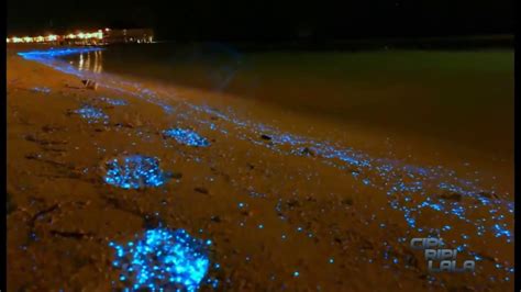 BIOLUMINESCENT BEACH - YouTube