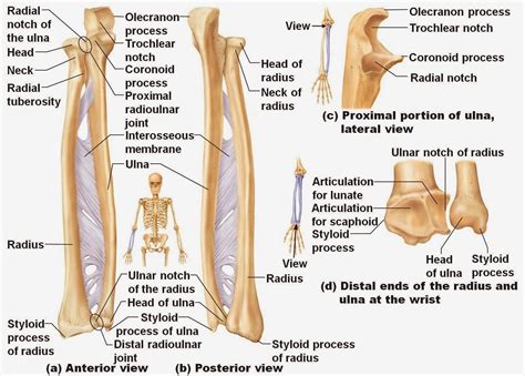 Radius Bone Anatomy Ppt Radius Bone Anatomy Human Anatomy Diagram ...