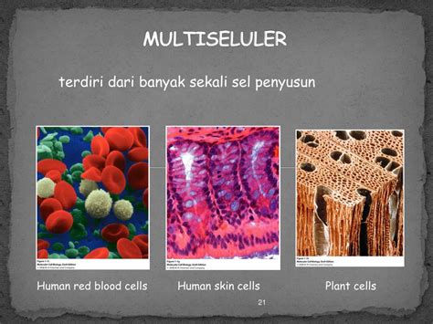 Organisme Multiseluler Adalah - Homecare24