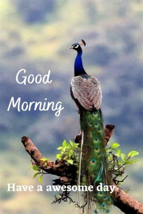 Best Good Morning Peacock Pic - Good Morning Pictures – WishGoodMorning.com