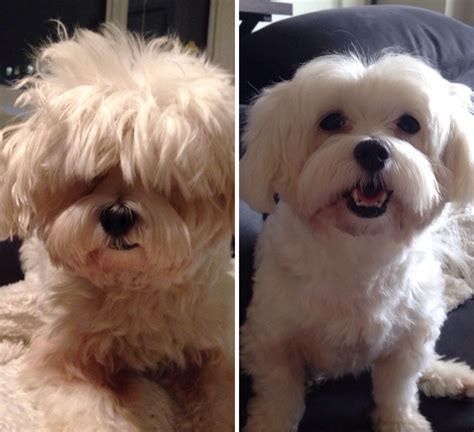 128 Dogs Before And After Their Haircuts (Add Yours) | Bored Panda