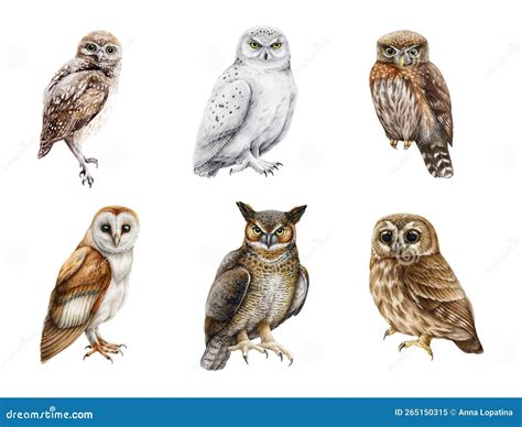 Owl Watercolor Illustration Set. Various Types of Owls Collection Stock ...