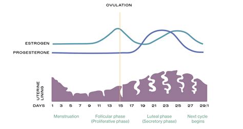 Endometrial Thickness Chart