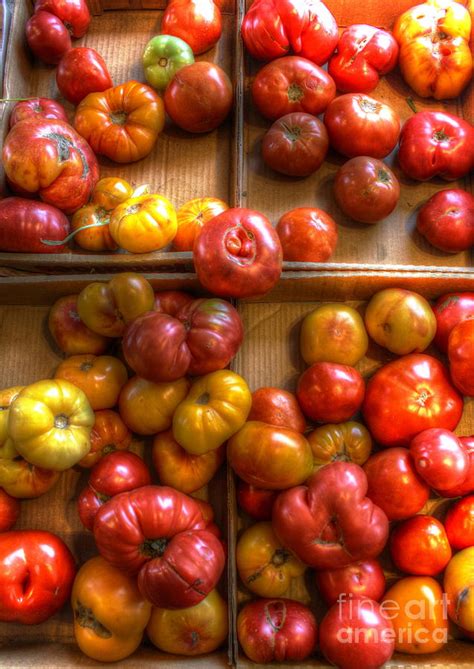 Farm Fresh Tomatoes Photograph by Dan Stone - Fine Art America